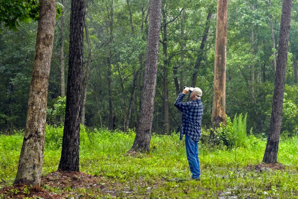 Senior male walking through and enjoying forest landscape