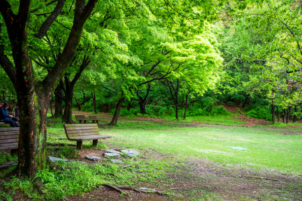 istock A bench in Olympic park, Jamsil 2153548510