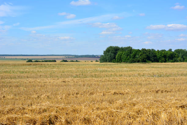 a field of wheat with a blue sky and trees in the background copy space