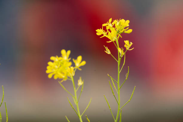 Dry grass background.