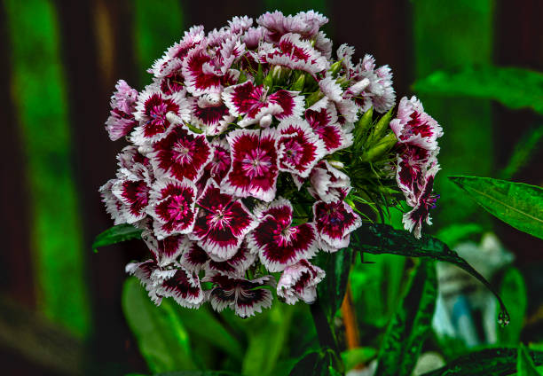 Sweet William cluster in the rain