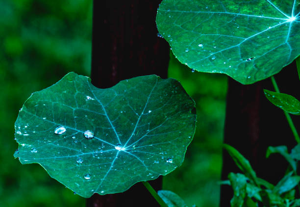 Centella asiatica (gotu kola). Fresh green leaves herb background.