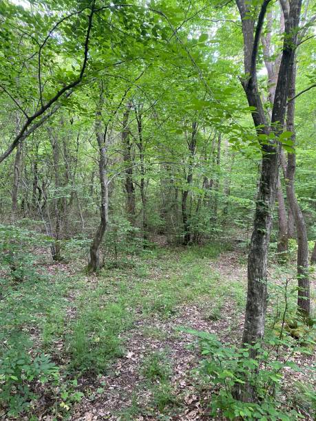 istock greenery, flowers, trees and animals in the nature park 2153550165