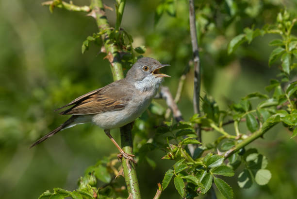 istock Singing common whitethroat or greater whitethroat (Curruca communis) 2153550289