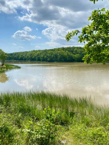 istock greenery, flowers, trees and animals in the nature park 2153550304