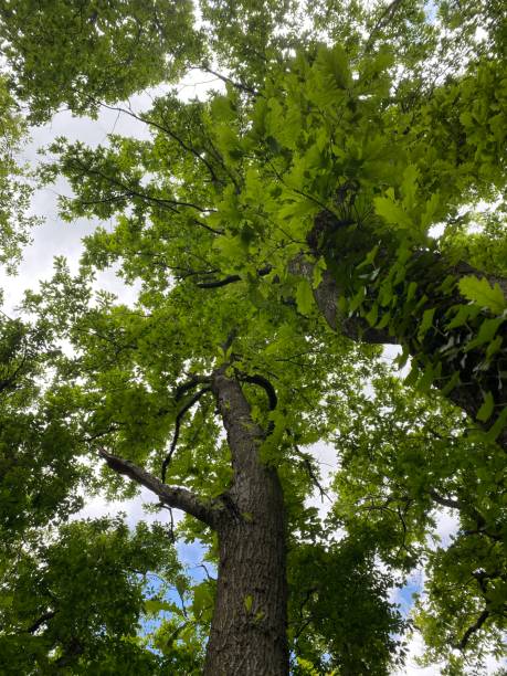 istock greenery, flowers, trees and animals in the nature park 2153550567