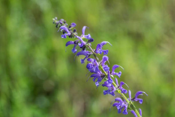 istock Flower of salvia pratensis 2153551036