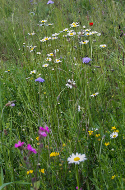 istock Natural wild flower meadow 2153551166