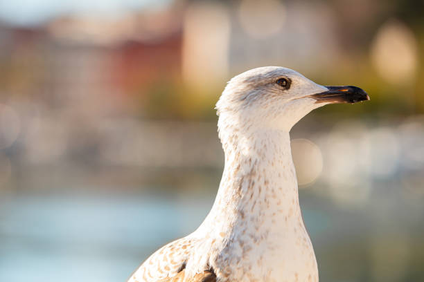 White Seagull bathed in sunlight against the backdrop of the sea. Perfect for adding a touch of nature's beauty to your designs, whether for wildlife conservation campaigns, coastal-themed advertisements, or simply to bring a sense of tranquility to your projects.