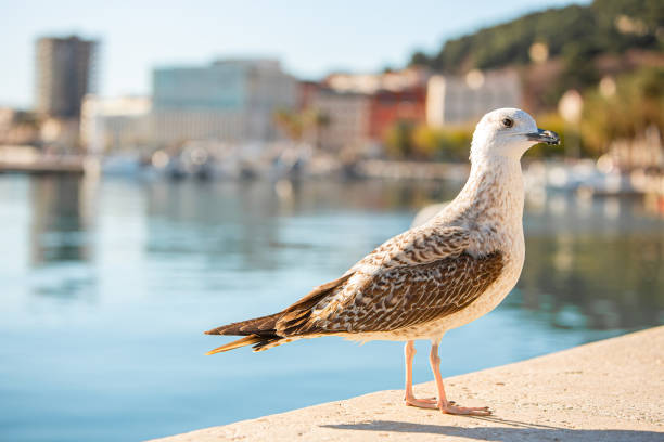 White Seagull bathed in sunlight against the backdrop of the sea. Perfect for adding a touch of nature's beauty to your designs, whether for wildlife conservation campaigns, coastal-themed advertisements, or simply to bring a sense of tranquility to your projects. City of Split Croatia.