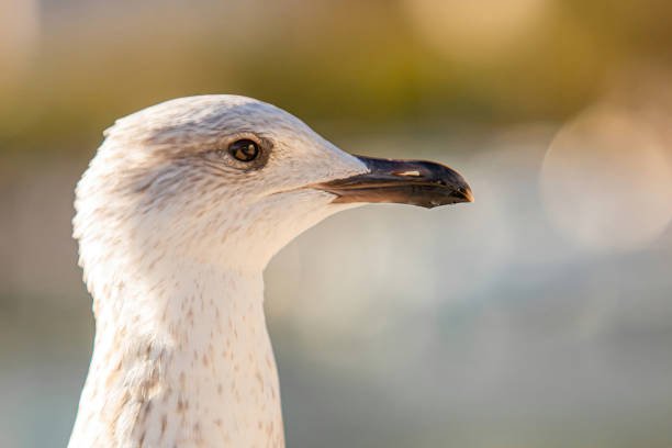 White Seagull bathed in sunlight against the backdrop of the sea. Perfect for adding a touch of nature's beauty to your designs, whether for wildlife conservation campaigns, coastal-themed advertisements, or simply to bring a sense of tranquility to your projects.