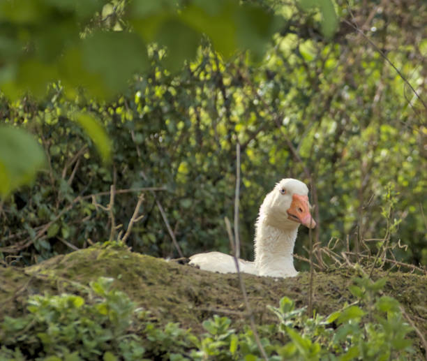 istock farm goose on its nest incubating its eggs 2153553699