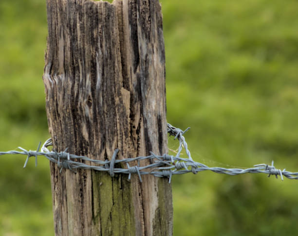 istock wooden post with barbed wire on a fence 2153553811