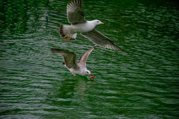 Brown headed gulls on the water surface competing for food
