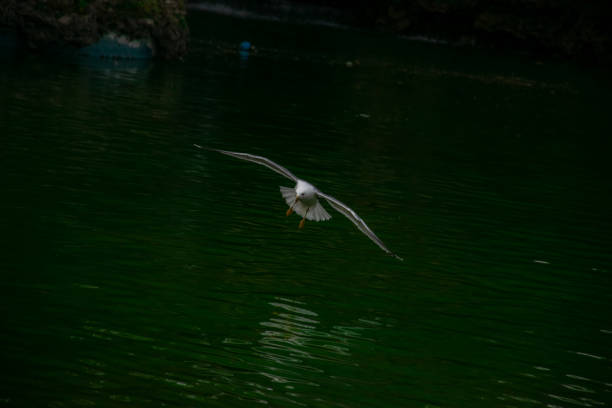 Seagull flying over the lake. Seagulls playing in the sea, taking off, floating.