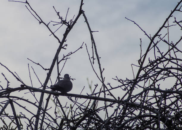 istock solitary dove backbit on a branch 2153553962