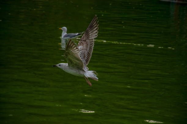 istock Seagull flying over the lake 2153553976