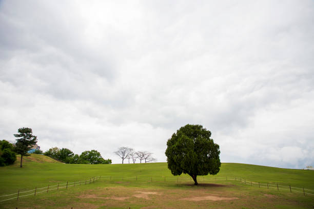 The lone tree in Jamsil Olympic park