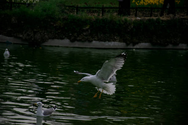 Landscape of Ireland - Herring-gull