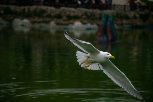Seagull flying over the lake. Seagulls playing in the sea, taking off, floating.