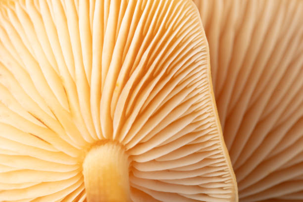 istock Winter honey fungus mushroom as a background. Macro 2153554992