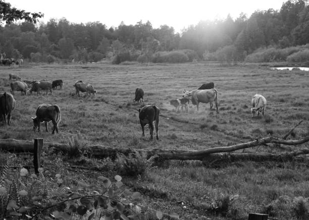High angle view of cows grazing on field