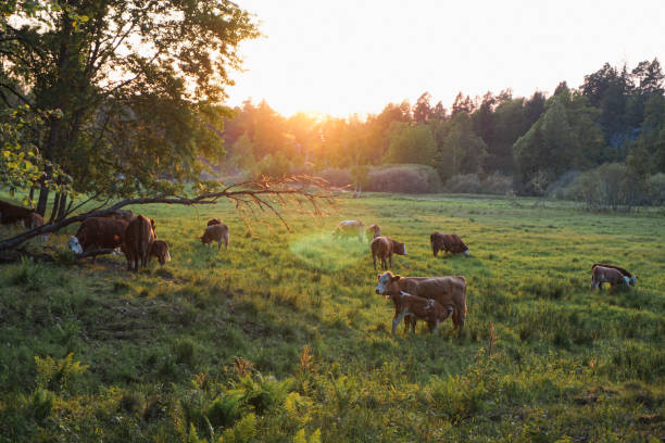 Limousin cattle on pasture in the Loire area, France.