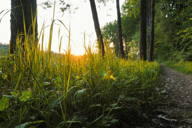 Close up of grass during sunset