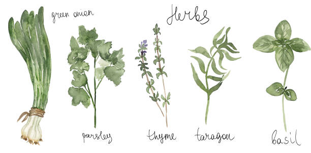 istock Watercolor set of culinary herbs. Basil, thyme, parsley, green onion, taragon illustration. Hand drawn kitchen elements clipart 2153557730