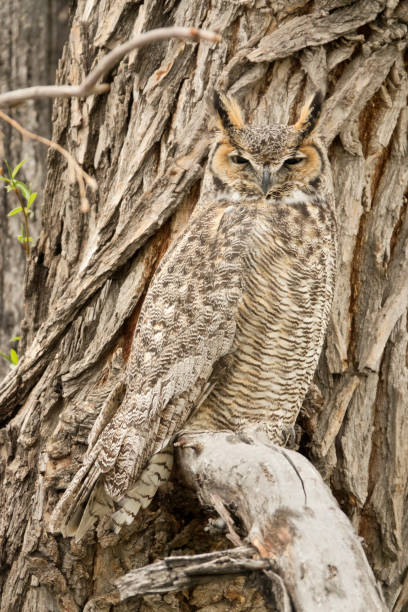 istock Camouflaged great horned owl in willow tree Littleton Colorado 2153560816
