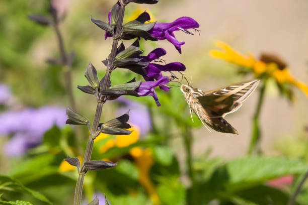 Hovering next to lobelia flowers, a wild white-lined sphinx moth drinks up nectar with his long proboscis in Chatfield State Park Littleton, Colorado.