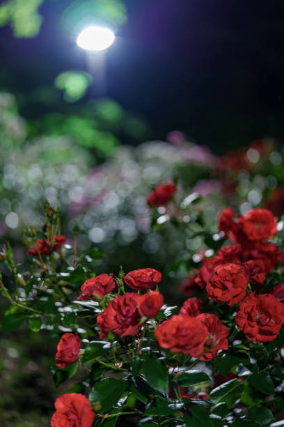 istock Rose material in the rose garden at night 2153564162