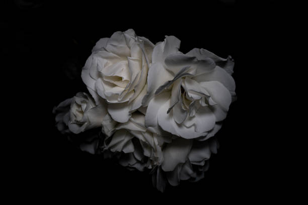 Beautiful white rose flowers. Blooming roses seamless pattern. Floral natural background.