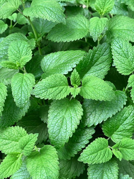 istock Green mint bush grows in the garden 2153564303