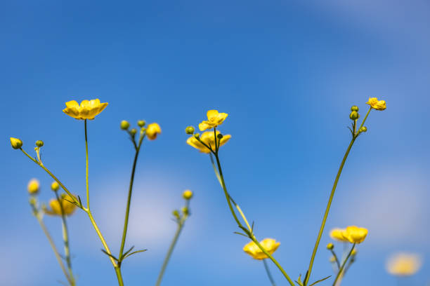 istock Pretty yellow buttercup flowers against a blue sky, with selective focus 2153564339