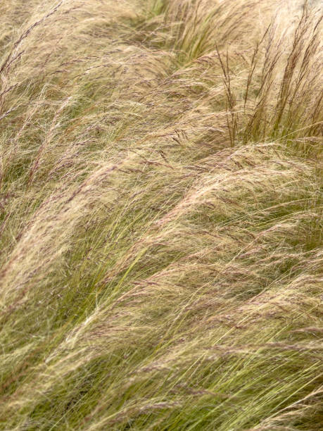 istock Ornamental Grasses - Color Portrait Format 2153564441