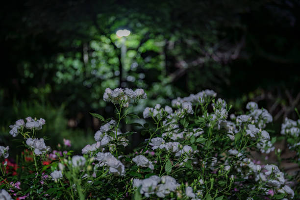 istock Rose material in the rose garden at night 2153564550