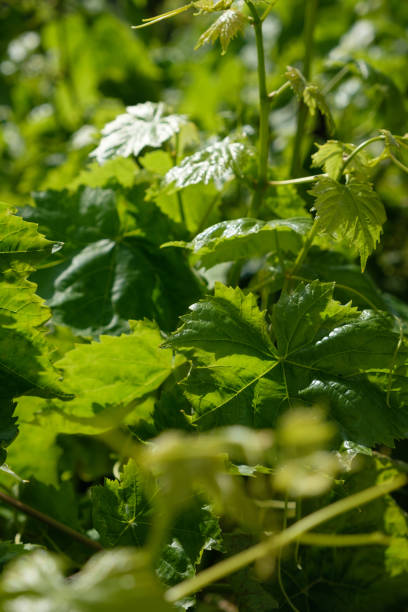 istock Bright Green Leaves and Vines 2153564578