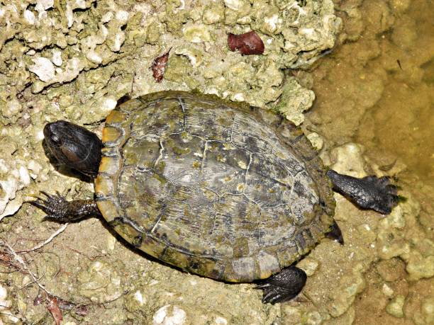 istock Red-eared Slider Turtle (Trachemys scripta elegans) - resting on a rock 2153564959