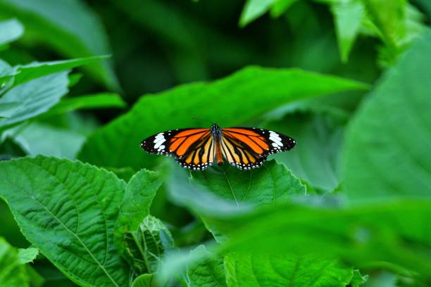 istock Tiger butterfly sitting on green leaf 2153565115