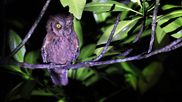 istock Mantanani scops-owl (Otus mantananensis), bird of Philippines 2153566366