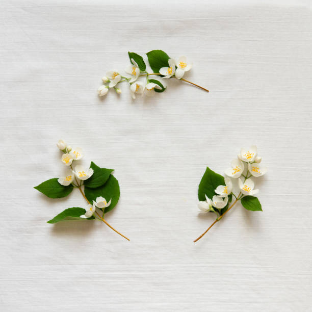 Blooming mock orange (Philadelphus) flowers, with a jasmine-like appearance, exuding fresh fragrance