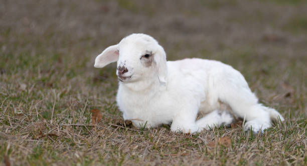 istock Young lamb that looks helpless 2153567418