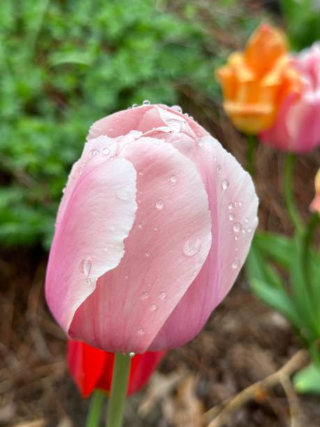 istock Pink tulip covered in raindrops 2153568183