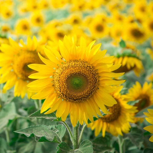 sunflower in garden