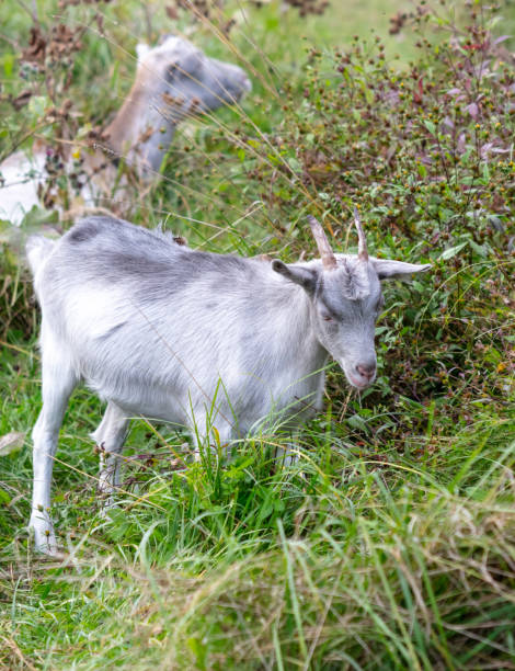 istock A goat grazes in the grass in a pasture 2153571003