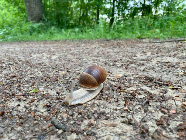 A Roman Snail, Helix pomatia, on a dirt track in a wooded area.