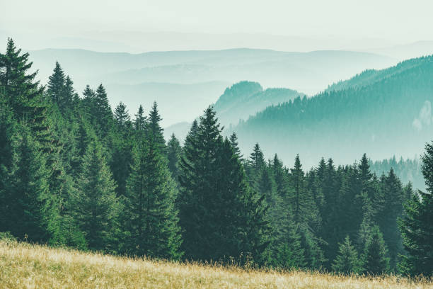istock Mountain covered with a coniferous fir tree forest. Scenic landscape from Carpathian Mountains. 2153573047