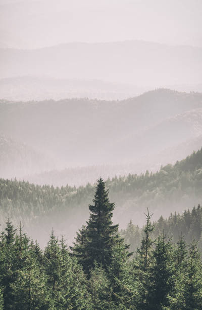 istock Mountain covered with a coniferous fir tree forest. Scenic landscape from Carpathian Mountains. 2153573056