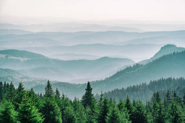 Mountain covered with a coniferous fir tree forest. Scenic landscape from Carpathian Mountains. Mountain covered with a coniferous fir tree forest. Scenic landscape from Carpathian Mountains in Romania carpathian mountain range stock pictures, royalty-free photos & images
